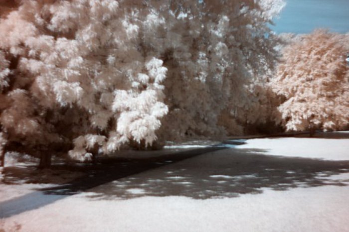 White Trees