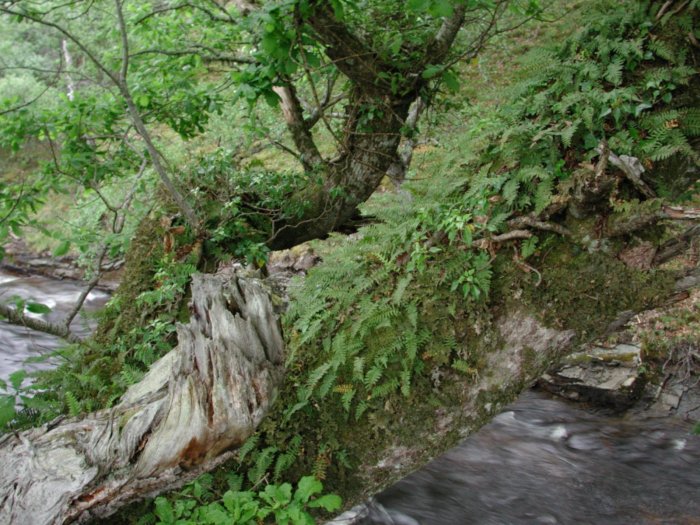 Old Oak